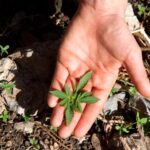 Do cellulite treatments really work? 